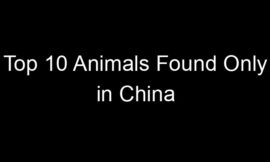 Top 10 Animals Found Only in China