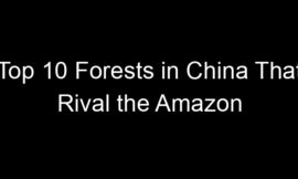 Top 10 Forests in China That Rival the Amazon