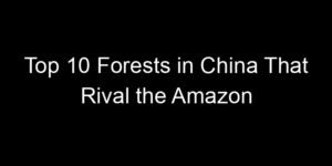 Read more about the article Top 10 Forests in China That Rival the Amazon