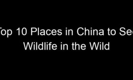 Top 10 Places in China to See Wildlife in the Wild