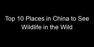 Read more about the article Top 10 Places in China to See Wildlife in the Wild