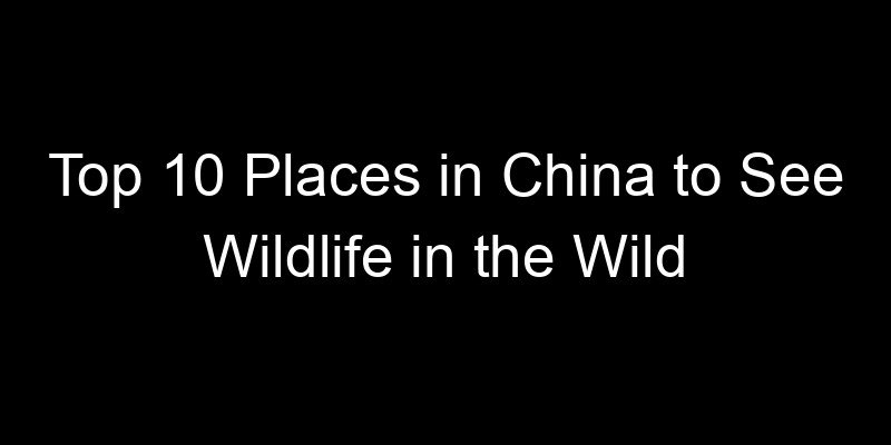 You are currently viewing Top 10 Places in China to See Wildlife in the Wild