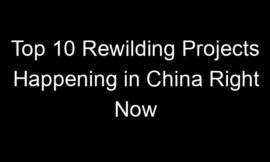 Top 10 Rewilding Projects Happening in China Right Now