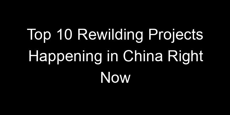 Read more about the article Top 10 Rewilding Projects Happening in China Right Now