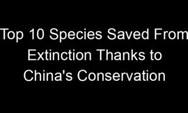 Top 10 Species Saved From Extinction Thanks to China’s Conservation
