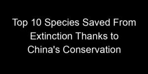 Read more about the article Top 10 Species Saved From Extinction Thanks to China’s Conservation