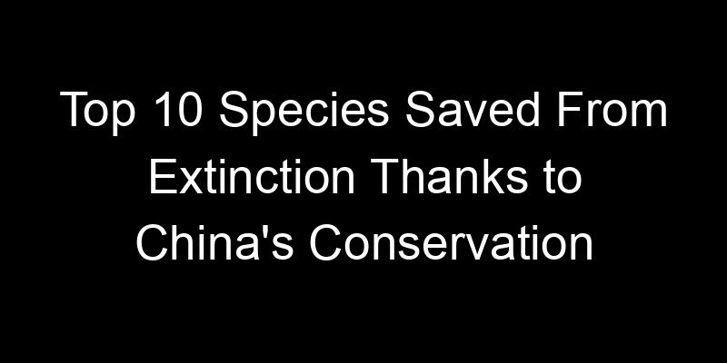 You are currently viewing Top 10 Species Saved From Extinction Thanks to China’s Conservation