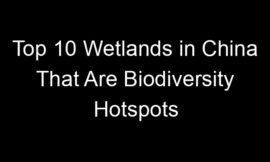 Top 10 Wetlands in China That Are Biodiversity Hotspots