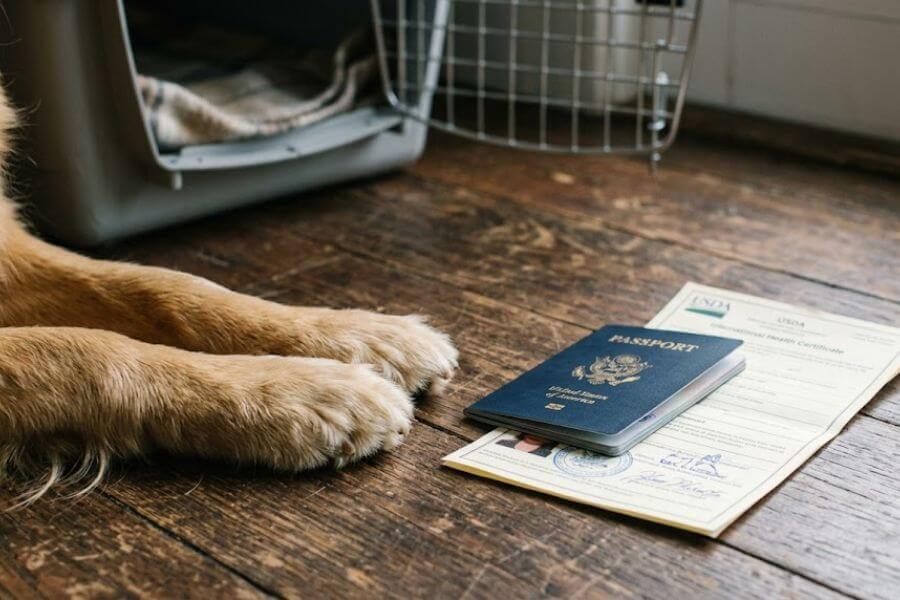 Read more about the article How to Legally Move Your Pet Dog or Cat from the US to China